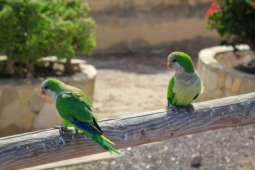 Portrait, close up of monk parakeet on Fuerteventura.