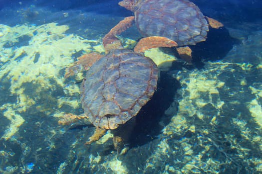 A picture of a protected sea turtle in the water. These turtles need worldwide protection and their habitats.