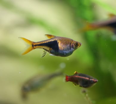 Close up of a fish in an aquarium.