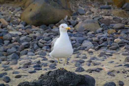 Portrait of seagulls at the sea, on the Atlantic Ocean.