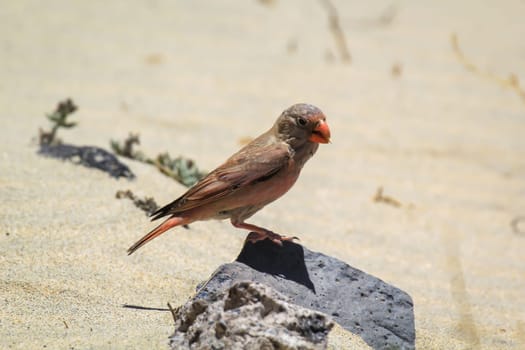 A desert bullfinch or desert trumpeter, Bucanetes githagineus in search of grub.