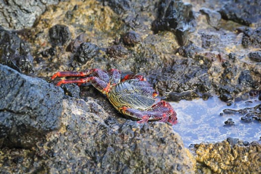 A red cliff crab or red rock crab on a rock by the sea.