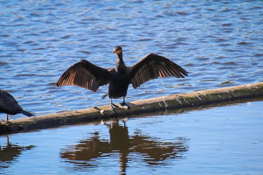 A cormorant stands on a beam in the water with its wings spread.