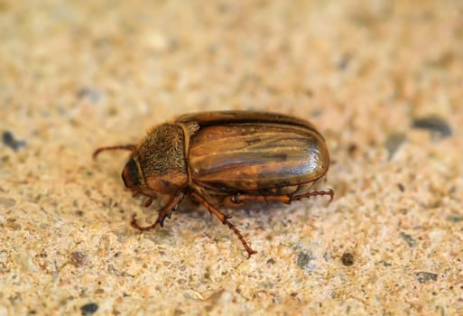 Close-up of a June beetle on a stone. They appear in masses in the month of June.