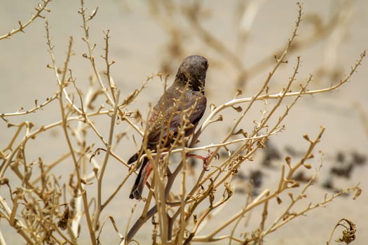 A desert bullfinch or desert trumpeter, Bucanetes githagineus in search of grub.
