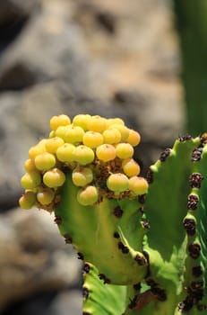 Detail of a cactus in the desert region.