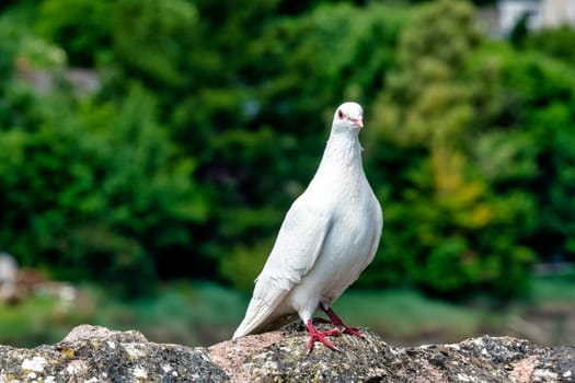 Wild white pigeon on the wall in Chepstow, Monmouthshire, Wales, United Kingdom