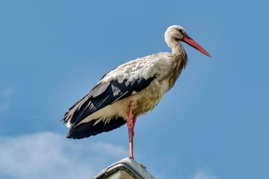 White stork (Ciconia ciconia) on the street lamp - Choczewo, Pomerania, Poland