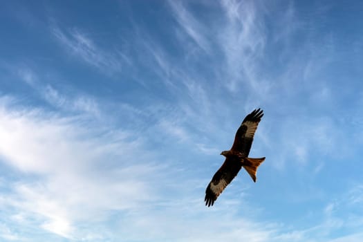 Flying red kite (Milvus milvus) on British sky