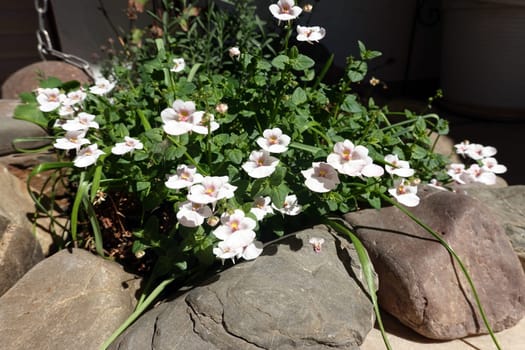 Elfensporn (Diascia spec.), beheimatet in Südafrika, blühende Pflanze