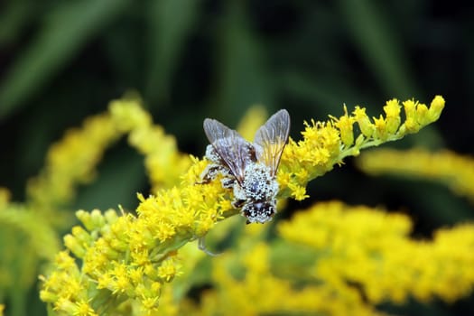 mit Pollen bedeckte Biene auf einer Kanadische Goldrute (Solidago canadensis)