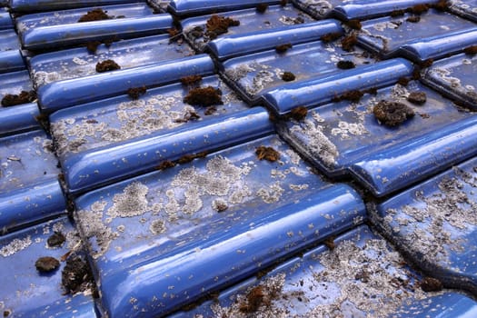 Flechten und Moos auf glasierten, blauen Dachziegeln
