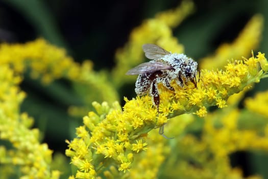 mit Pollen bedeckte Biene auf einer Kanadische Goldrute (Solidago canadensis)