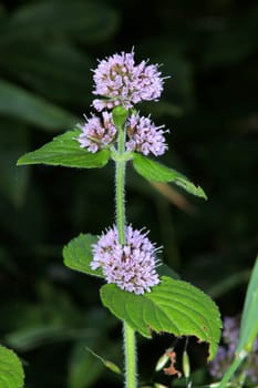 Wasser-Minze, Wasserminze (Mentha aquatica), blühende Pflanze