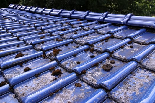 Flechten und Moos auf glasierten, blauen Dachziegeln