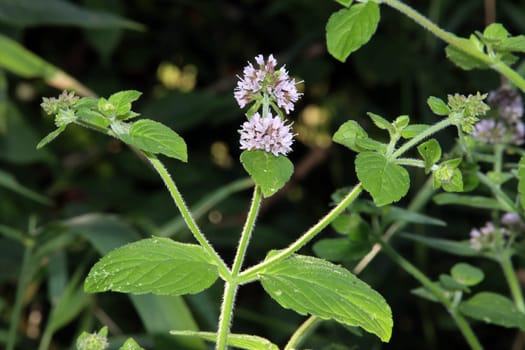 Wasser-Minze, Wasserminze (Mentha aquatica), blühende Pflanze