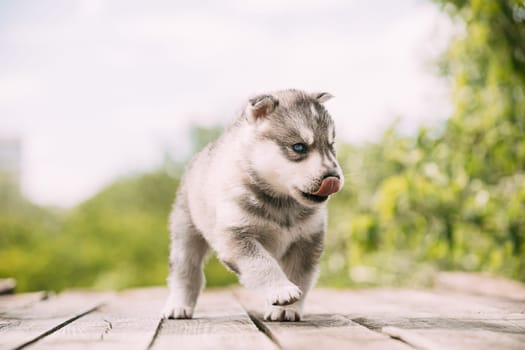 Four-week-old Husky Puppy Of White-gray Color Sitting On Wooden Ground And Licks Its Lips.