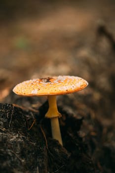 Amanita muscaria, commonly known as the fly agaric or fly amanita In Autumn Forest In Belarus. Mushroom In Autumn Forest In Belarus.