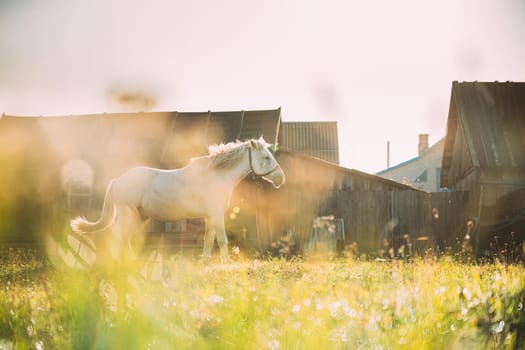White Horse Grazing On Pasture Near Old House Yard In Sunny Morning. Horse Resting In Fresh Green Grass. Morning Sunlight.
