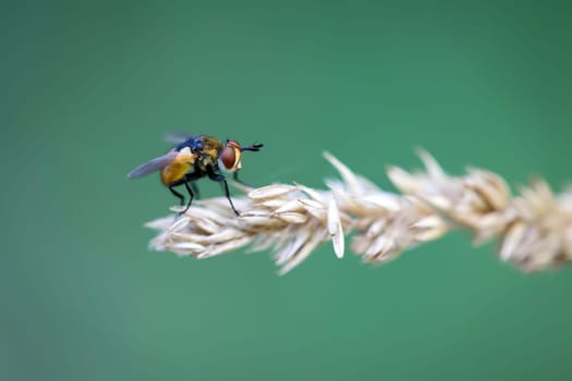 A fly sits on a plant. Close up of a fly.