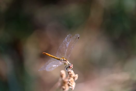 A Blood Red Darter, Symetrum sanguineum on a plant.