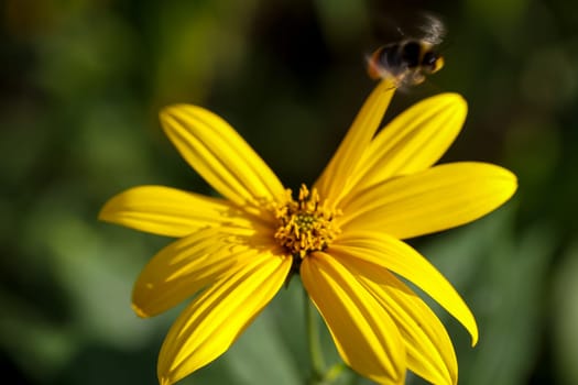 A bumblebee and the flower of a coneflower on a meadow.