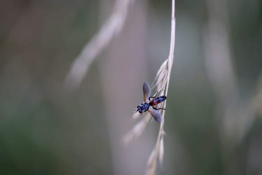 Close-up of a Cylindromyia brassiacaria on a grass plant.