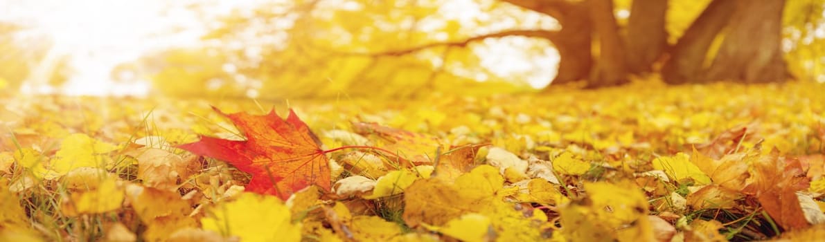 Closeup view of the carpet of colourful autumnal foliage in the park. Panoramic background.