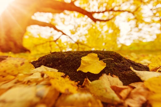 Yellow leaf lying on the ground in autumnal park. Beautiful wallpaper of the forest.