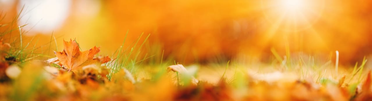Closeup view of the carpet of colourful autumnal foliage in the park. Panoramic background.