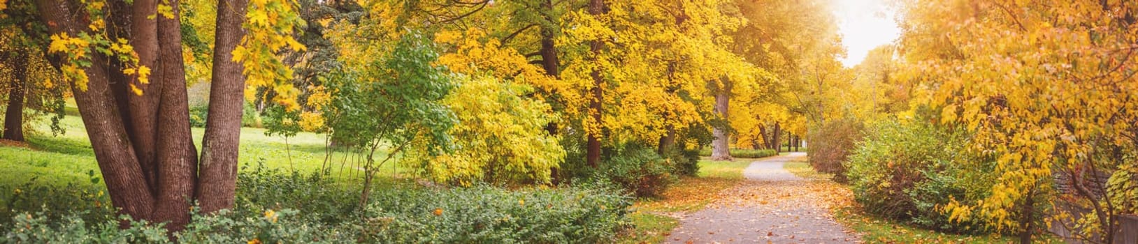 Beautiful autumnal park with footpath covering by leaves. Panorama of colourful trees in natural forest.