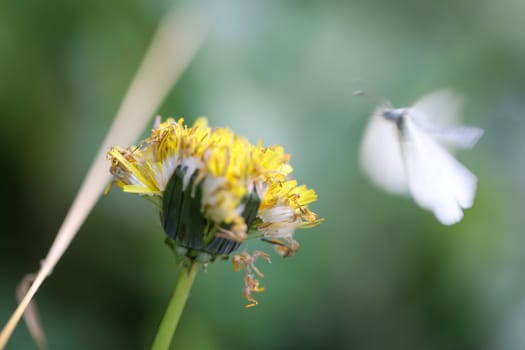 A green veined whiting, Peris napi and a yellow flower.