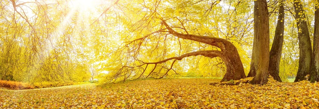 Large old trees standing in the autumnal park. Panoramic view.