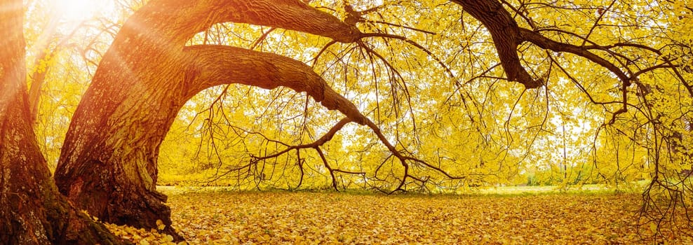Large old tree standing in the autumnal park. Panoramic view.