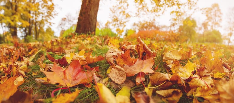 Close-up view of the colourful leaves on the ground in autumnal park. Panoramic wallpaper.