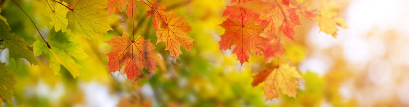 Colourful marple leaves on the branches in the autumnal park. Closeup panoramic view.