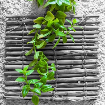 Fresh plant with green leaves over black and white shabby bamboo decoration hanging on rough wall