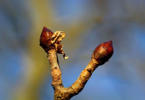 A close-up of a shoot of a tree in spring.