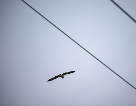 A red kite circles over the Elbe. He belongs to the Harbichtartigen birds.