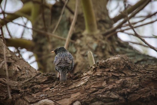 On a tree there is a starling, a songbird.
