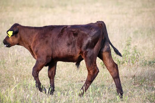 A young cow grazing in a pasture.