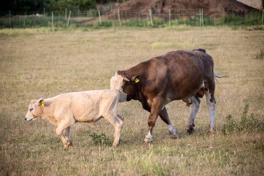 A young cow grazing in a pasture.