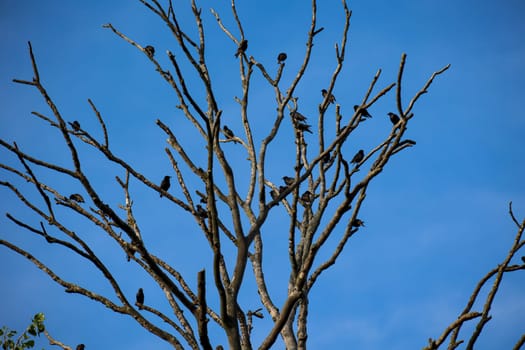 Many starlings sit as a group on the top of the tree.