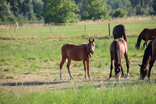 A herd of horses grazing in a paddock.