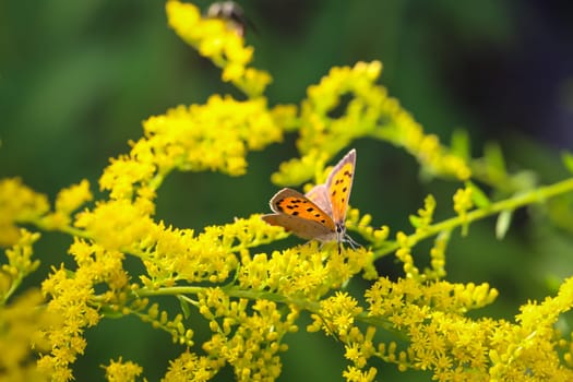 A butterfly, a Small Fire Butterfly, Lycaena phlaeas sits on a plant. Beautiful butterflies of Germany.