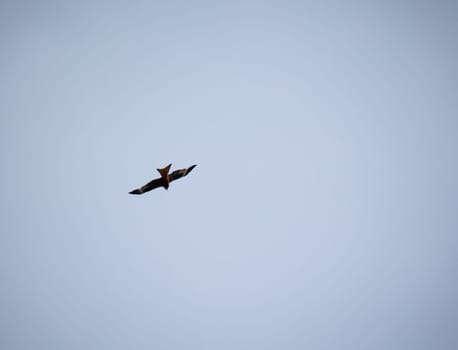 A red kite circles over the Elbe. He belongs to the Harbichtartigen birds.
