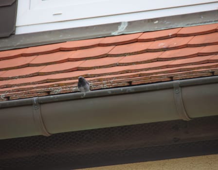 On the gutter of a house sits a small house redstart.