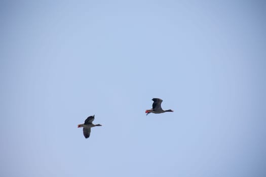 Two gray geese fly along over the Elbe to their feeding grounds.