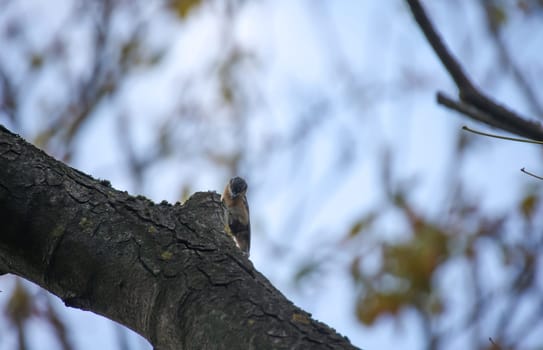 A nuthatch sits on a barren tree looking for something to eat.
