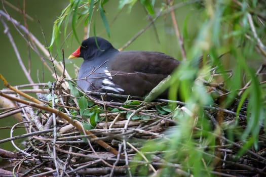 A pond rail, a pond hen on her nest to breed.